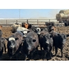 Image 4 : Leon Torkelson - 650# May Delivery Steers - 90 Head (Millicent, AB)