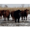 Image 3 : Long Haul Farms - 40 Exotic X April/May Calving Bred Cows (Steinbach, MB)