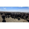 Image 5 : Cattlewood Farms Ltd. - 675# May Delivery Heifers - 170 Head (Swalwell, AB)