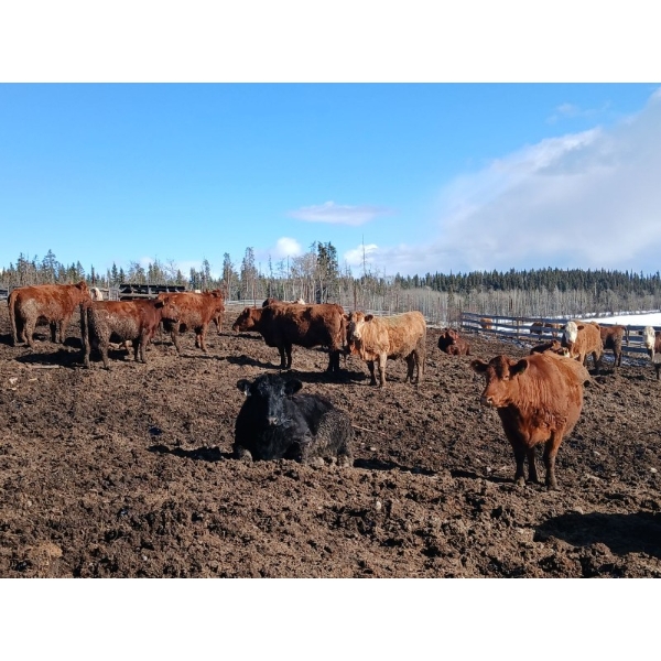 C.H. Priest Contracting Ltd. - 1350# Cows - 45 Head (Ootsa Lake, BC)