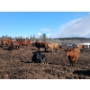 Image 1 : C.H. Priest Contracting Ltd. - 1350# Cows - 45 Head (Ootsa Lake, BC)