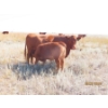 Image 16 : Leonard Lundquist/Andrew Ranching - 675# October Delivery Steer Calves - 90 Head (Rolling Hills, AB)