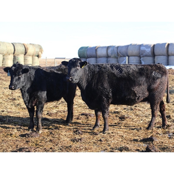 Black Powder Cattle Company - 43 Angus X Simm Sept/Oct Calving Young Bred Cows (Oxbow, SK)