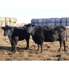 Image 1 : Black Powder Cattle Company - 43 Angus X Simm Sept/Oct Calving Young Bred Cows (Oxbow, SK)
