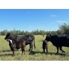 Image 2 : North West Cattle Company - 460# September Delivery Steer Calves - 110 Head (Woking, AB)