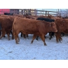 Image 8 : Turtleview Livestock - 740# January Delivery Steers - 79 Head (Goodlands, MB) VBP+