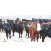 Image 4 : Brock & Garett Thompson - 920# March/April Delivery Steers - 63 Head (Carnduff, SK) VBP+