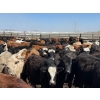 Image 5 : Leon Torkelson - 650# May Delivery Steers - 90 Head (Millicent, AB)