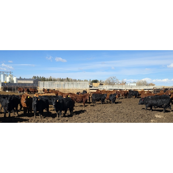 South Island Farms - 950# March Delivery Steers - 100 Head (Bow Island, AB)
