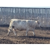 Image 5 : Cunningham Cattle Co. - 1550# August Delivery Grain Fed Cows - 55 Head (Sundre, AB)