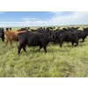 Image 2 : RJ Bart Stock Corp. - 1000# August Delivery Grass Heifers - 340 Head (High River, AB)