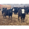 Image 5 : G & B Farms - 935# April Delivery Steers - 64 Head (Deloraine, MB) VBP+