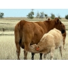 Image 10 : Jean Lamson - 575# October Delivery Heifer Calves - 100 Head (Hanna, AB)