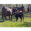 Image 3 : Pine River Cattle Co. - 470# Oct/Nov Delivery Heifer Calves - 100 Head (Lone Prairie, BC)