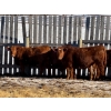 Image 3 : Four Forty Farms - 930# January Delivery Steers - 67 Head (Eckville, AB)