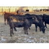 Image 8 : Drew Bayes - 650# Jan/Feb Delivery Heifers - 85 Head (Trochu, AB)