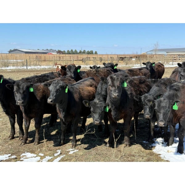 Ray Torkelson - 725# May Delivery Heifers - 80 Head (Millicent, AB)