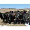 Image 1 : Ray Torkelson - 725# May Delivery Heifers - 80 Head (Millicent, AB)