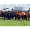 Image 5 : Hines Ranching Co. Ltd. - 28 AI Red X February Calving Bred Heifers (Marwayne, AB)