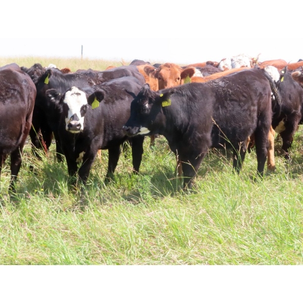 Bezan Cattle Corporation - 850# October Delivery Grass Heifers - 55 Head (Craven, SK)