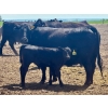 Image 10 : Schunicht Farms - 700# Dec/Jan Delivery Weaned Steers - 80 Head (Strathmore, AB)