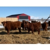 Image 2 : Winn Man Farms - 790# March/April Delivery Steers - 33 Head (Winnipegosis, MB)