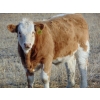 Image 8 : Ugly Head Feeders - 675# November Steer Calves - 75 Head (Killam, AB)