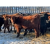 Image 3 : Brush Hills Ranch - 735# February Delivery Steers - 67 Head (Bentley, AB)