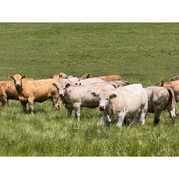 Midpoint Farms - 900# October Delivery Grass Heifers - 70 Head (Drayton Valley, AB)