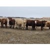 Image 4 : Osadczuk Cattle Co. - 699# March Delivery Heifers - 89 Head (Patricia, AB)