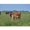 Image 11 : J&E Farms Ltd. - 620# November Delivery Heifer Calves - 80 Head (Tilley, AB)