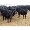Image 6 : D & N Livestock - 740# March/April Delivery Steers - 160 Head (Peebles, SK) VBP+