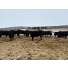 Image 9 : The Y Cattle Co. Ltd. - 702# March Delivery Steers - 43 Head (Crossfield, AB)