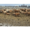 Image 6 : Bauer Ranching - 910# February Delivery Steers - 205 Head (Hilda, AB)