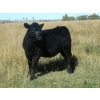 Image 5 : Susy Friesen - 525# October Delivery Heifer Calves - 40 Head (Patricia, AB)