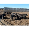 Image 3 : 6U Cattle Company - 1010# June Delivery Steers - 62 Head (Manning, AB) VBP+