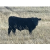 Image 4 : C.R. Fullerton - 725# Oct/Nov Delivery Steer Calves - 86 Head (Lundbreck, AB)