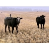 Image 6 : Kings Corner Farms - 880# November Delivery Grass Heifers - 108 Head (Corning, SK)