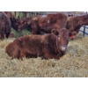 Image 1 : Emmett Stuber - 7 Red/Simm X Heifers (Pen 731 - 733)