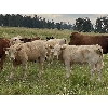 Image 2 : Eagle Creek Ranching Ltd. - 625# Steers Calves - 90 Head (Sundre, AB)
