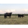 Image 5 : Tribar Ranching Co. - 450# Oct/Nov Delivery Steer Calves - 110 Head (Steep Rock, MB)