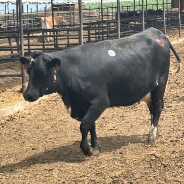 Idaho Dairies/Ranches - 12 Mixed (Burley, ID)