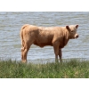 Circus Coulee Cattle - 530# November Delivery Heifer Calves - 100 Head (Dorothy, AB)