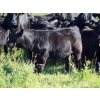 Image 6 : Goldridge Farming Co. - 575# October Delivery Steer Calves - 100 Head (Turin, AB)