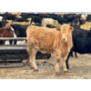 Image 4 : JDC AG - 900# June/July Delivery Heifers - 67 Head (Yorkton, SK)