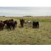 Image 4 : Malarky Farms - 20 Red/Red X Cow/Calf Pairs (Newdale, MB)