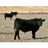 Image 3 : Baintree Angus - 625# November Delivery Steer Calves - 70 Head (Sundre, AB)