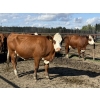 Image 2 : Garth & Theresa Kauppi - 1325# September Delivery Heiferettes - 25 Head (Eckville, AB)