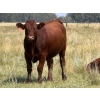Image 6 : Riverbend Ranch - 1080# September Delivery Grass Steers - 225 Head (Coronation, AB)