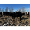 Image 9 : Chris Bartel - 1025# March Delivery Steers - 60 Head (Fort Vermilion, AB)